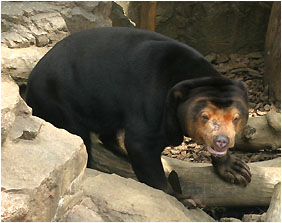 they say it's a sun bear, but i know it's really a shar pei
