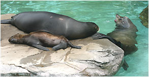 male sea lion intent on annoying the crap out of the sleeping female sea lion